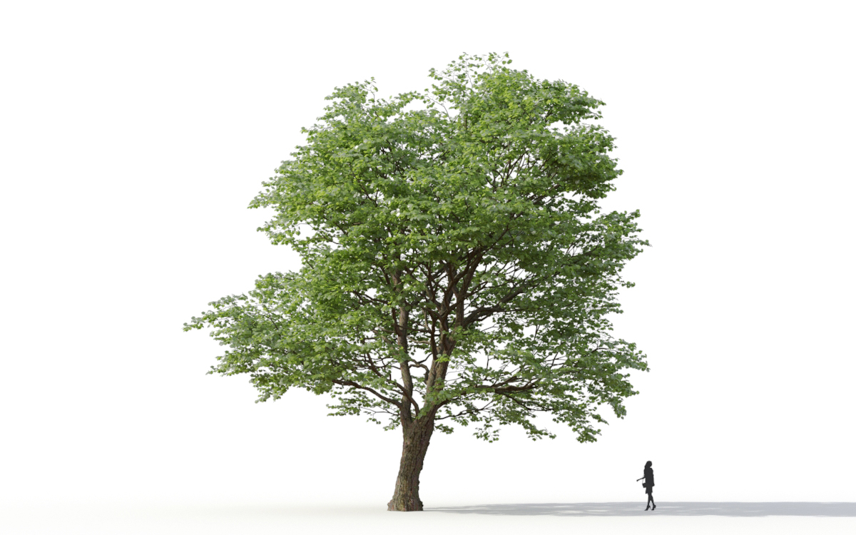 Maxtree - Plant Models Vol.11