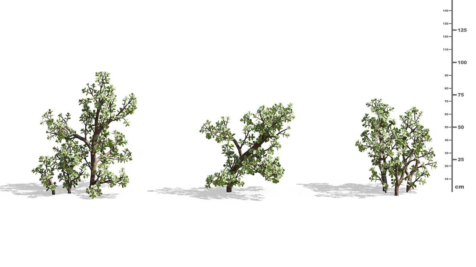 Maxtree - Plant Models Vol.73