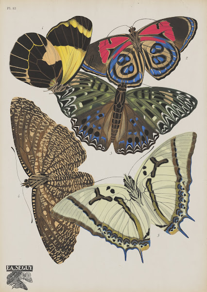 Papillons Pl12 1920