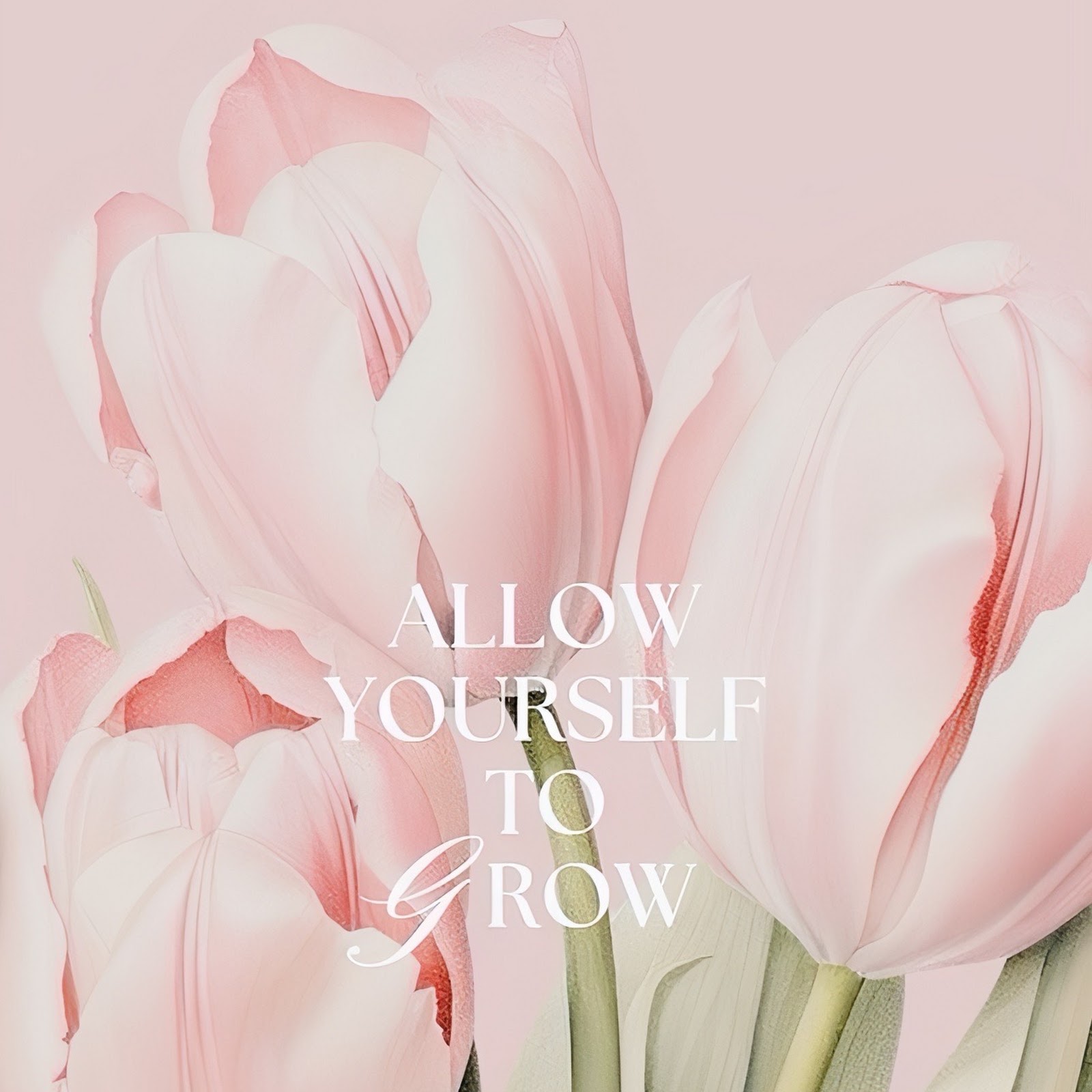 Download Soft Pink Tulips Floral Art Full HD iPhone