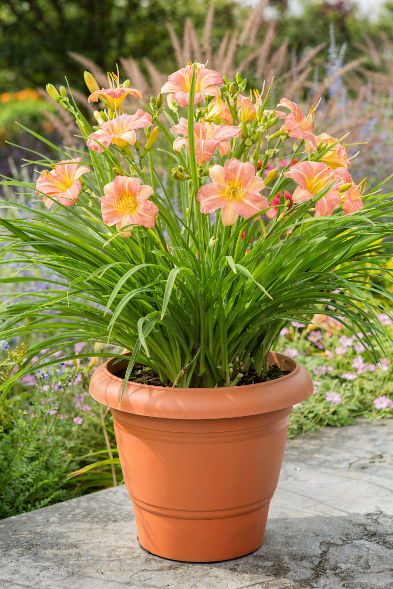 Hemerocallis 'Everydaylily Pink Cream' con fiori rosa crema in primo piano in un giardino soleggiato