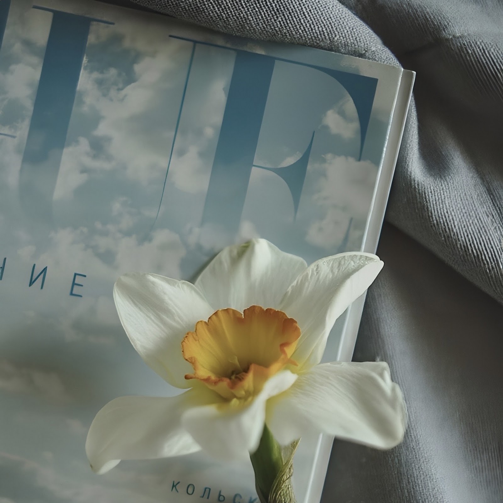 Download White Daffodil on a Magazine Full HD iPhone