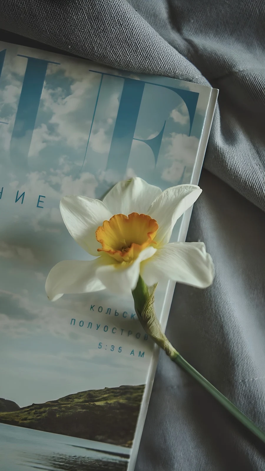 White Daffodil on a Magazine - Still Life Photography Full HD iPhone Wallpaper (1286x2286)