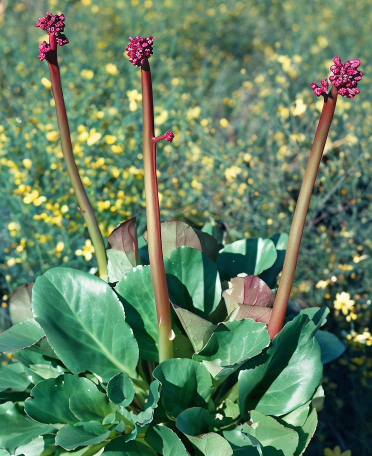 Bergenia cordifolia 'rutblum' fiorita con foglie lucide e sfumature rosse invernali