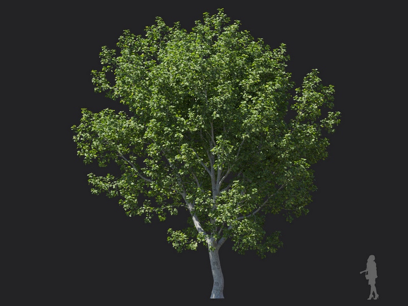 Maxtree - Plant Models Vol.116