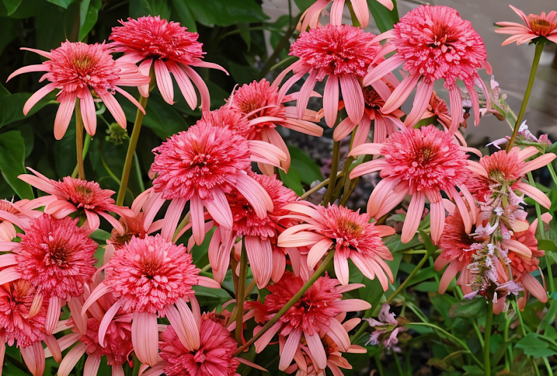 Echinacea purpurea 'Pink Passion' in piena fioritura con farfalle in un giardino estivo