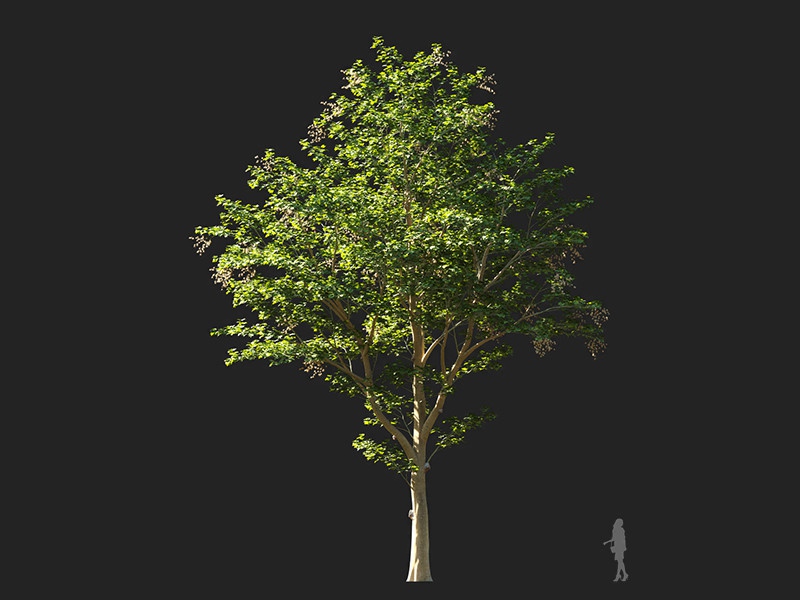 Maxtree - Plant Models Vol.132