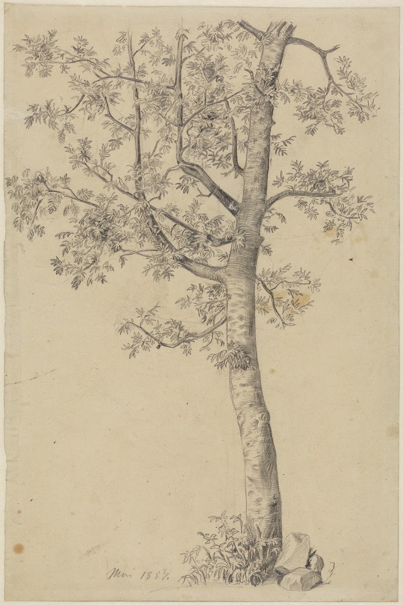 Eberesche 1857