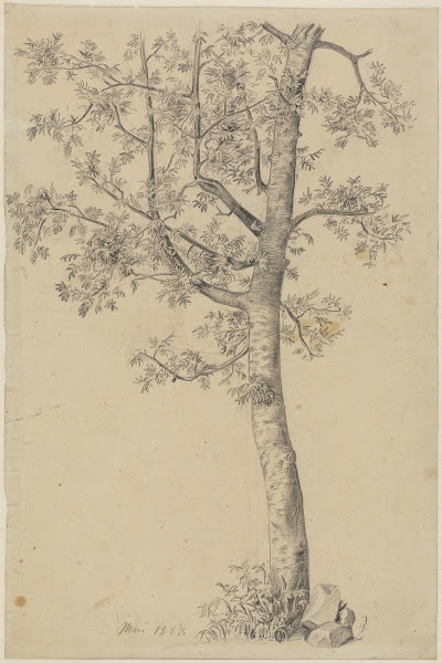 Eberesche 1857