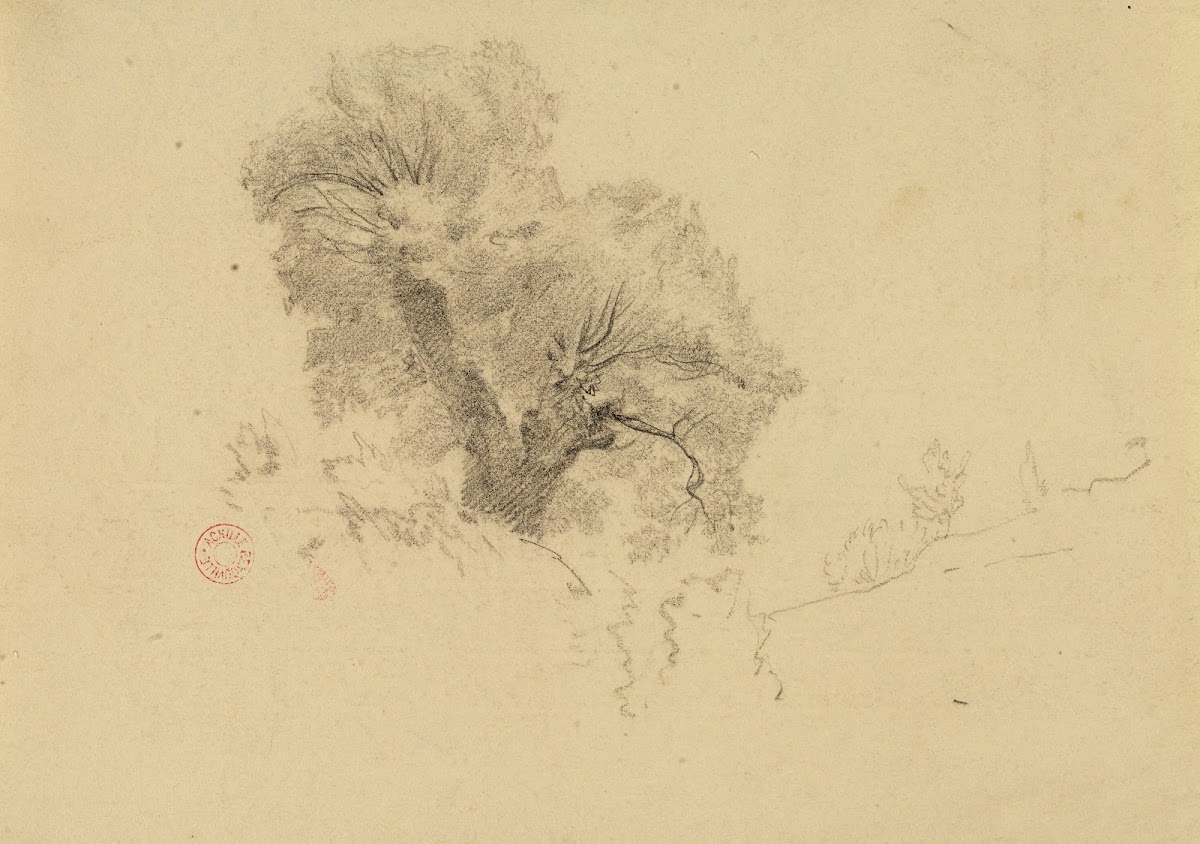 Arbre 19th century