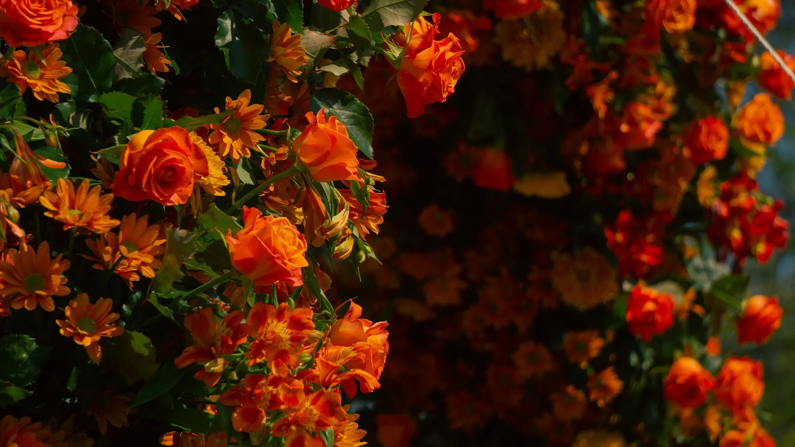 Vibrant Orange Flower Wall - Nature Photography 5K Wallpaper (6000x3376)