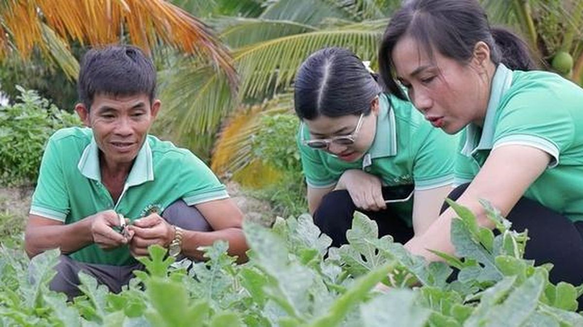 Nông dân Đặc khu Côn Đảo kể chuyện sản xuất xanh - Báo Người Lao Động