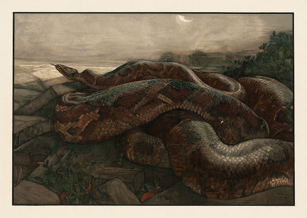 Kaa the python 1903