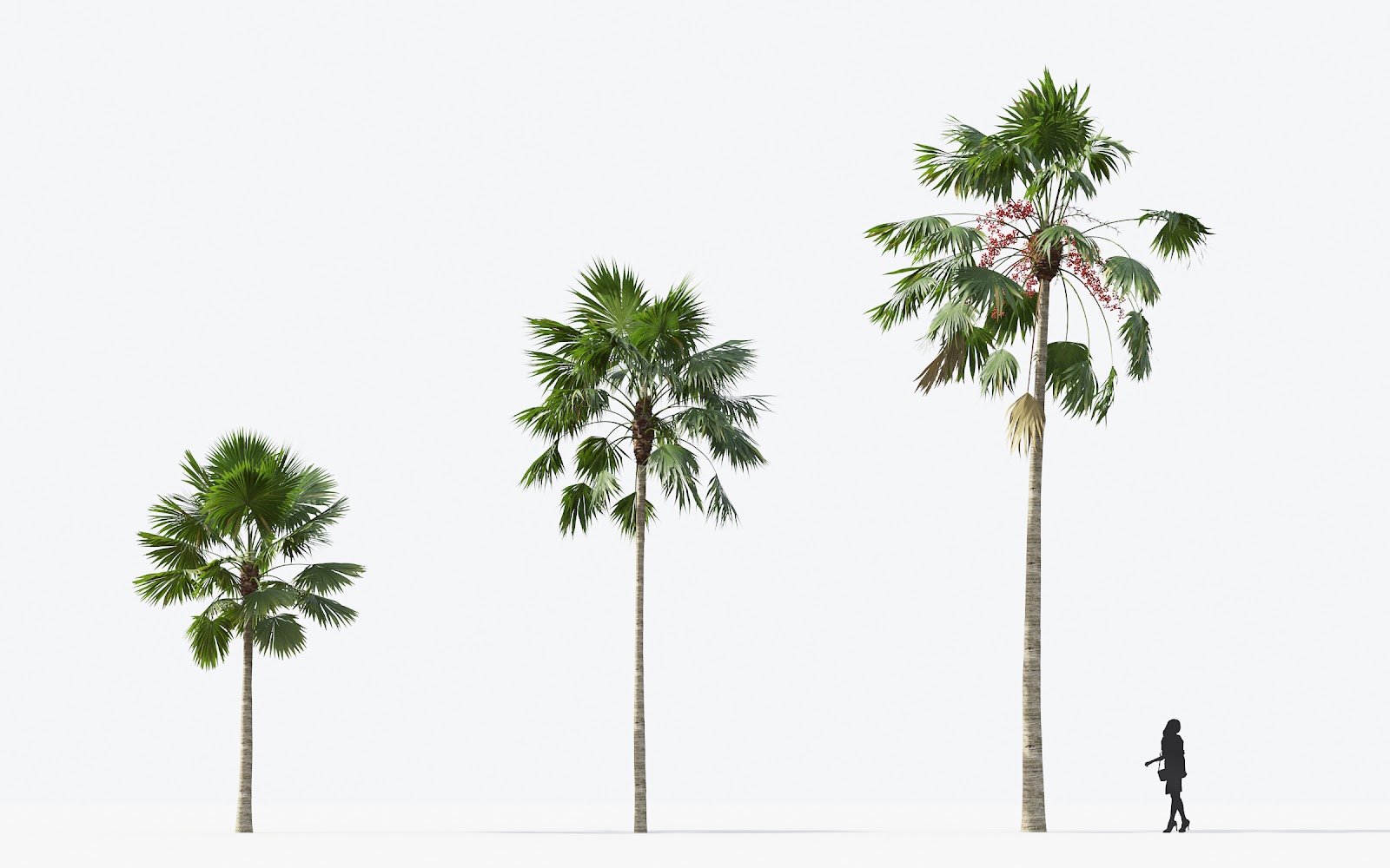 Maxtree - Plant Models Vol.15