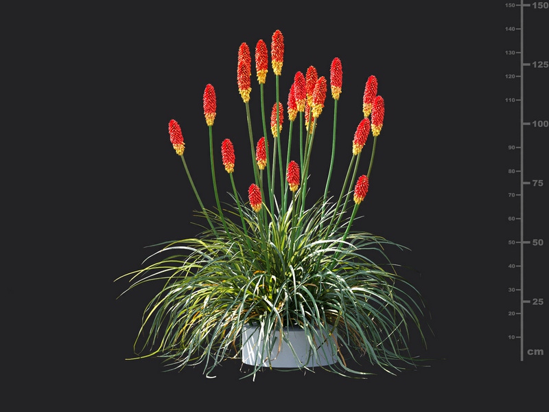 Maxtree - Plant Models Vol.115