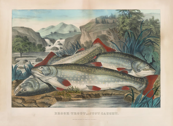 Brook troutjust caught