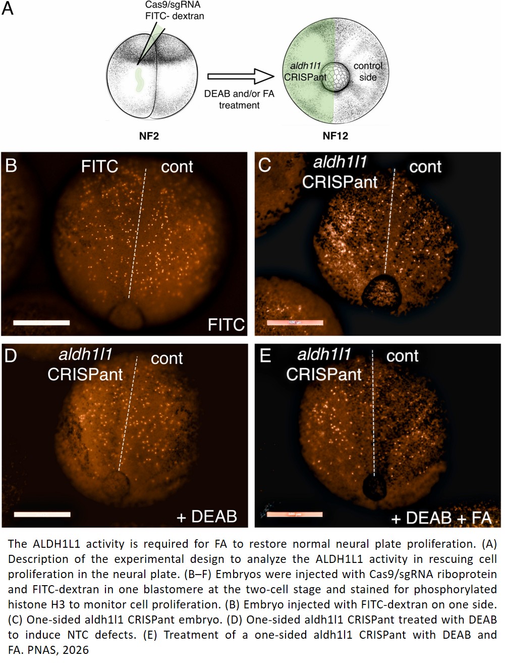 Folic acid prevention of neural tube defects requires retinoic acid produced by ALDH1L1