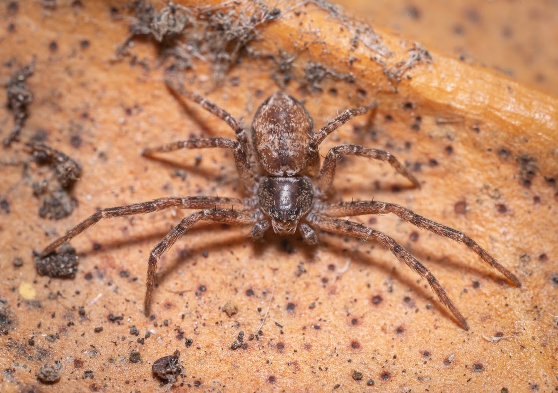 Philodromus sp.