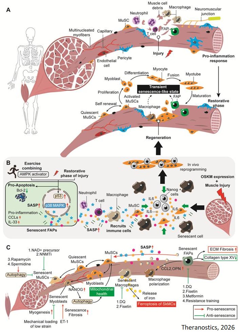 Mechanism of cellular senescence in musculoskeletal diseases