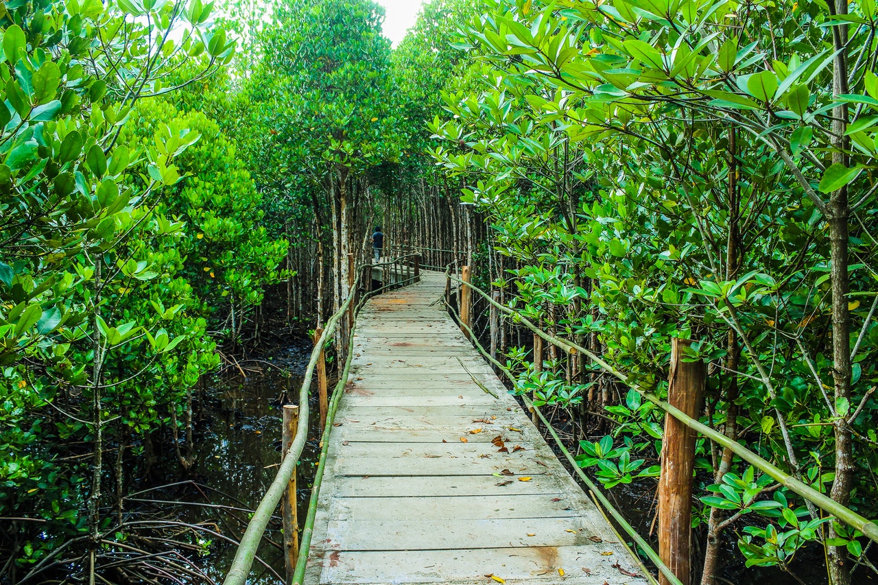 Carbon absorption, carbon emission calculator, carbon offseting, offset carbon, carbon footprint, Mangrove planting, Indonesia coastline. CarbonEthics Indonesia