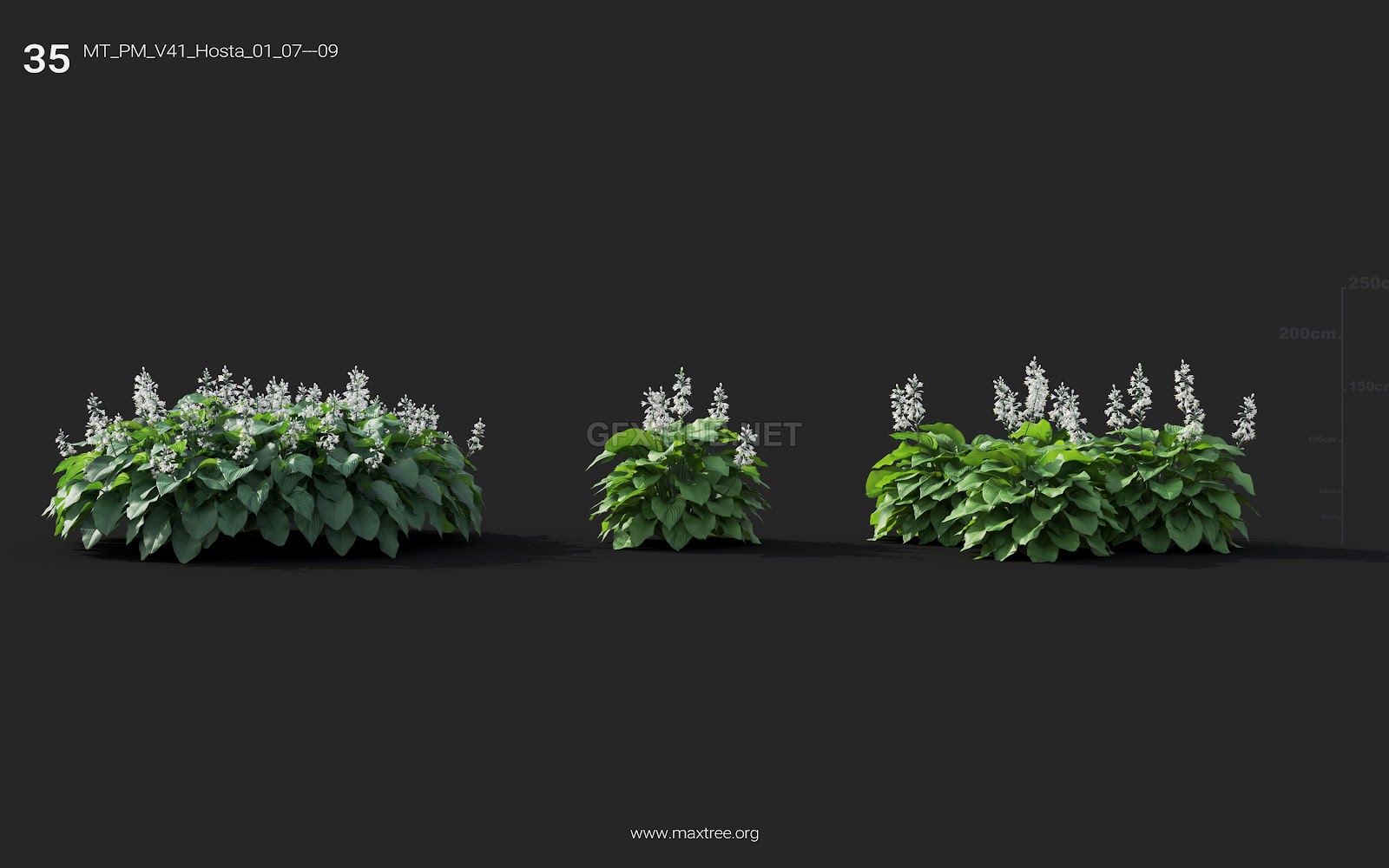 Maxtree - Plant Models Vol.41