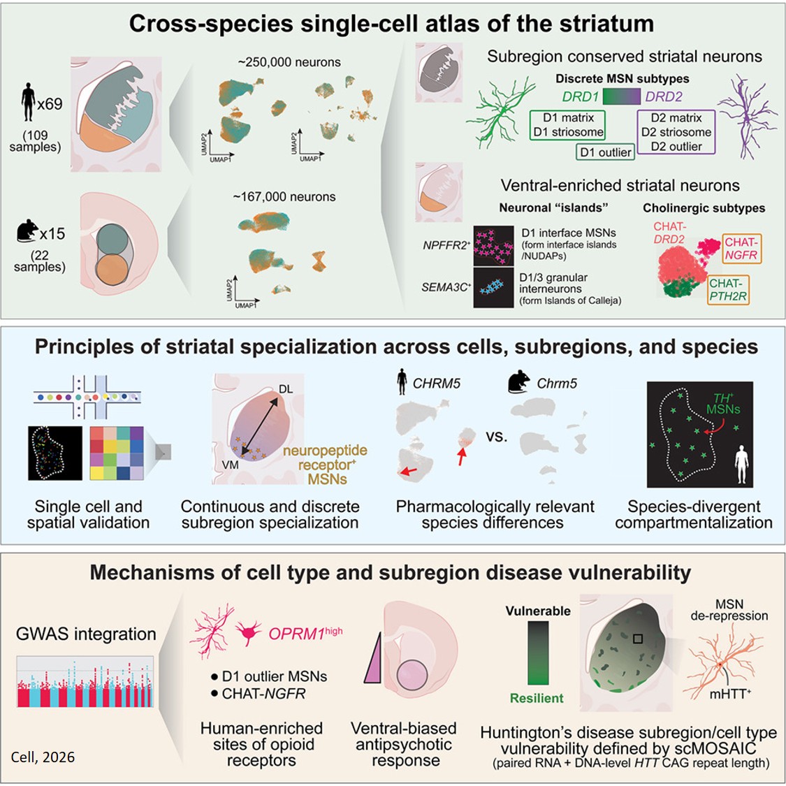 Atlas of the brain’s striatum