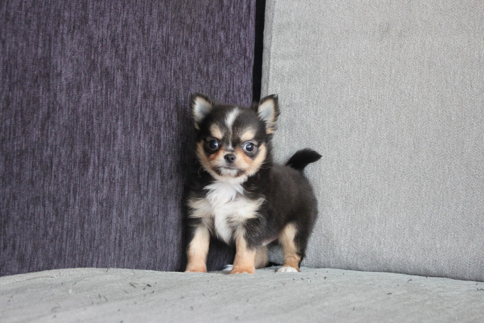 1/25出生 高端優質迷你長毛吉娃娃黑領巾弟弟