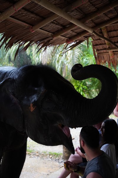 Приватный · RAFTING + ELEPHANT SPA (1-DAY TRIP) photo 5