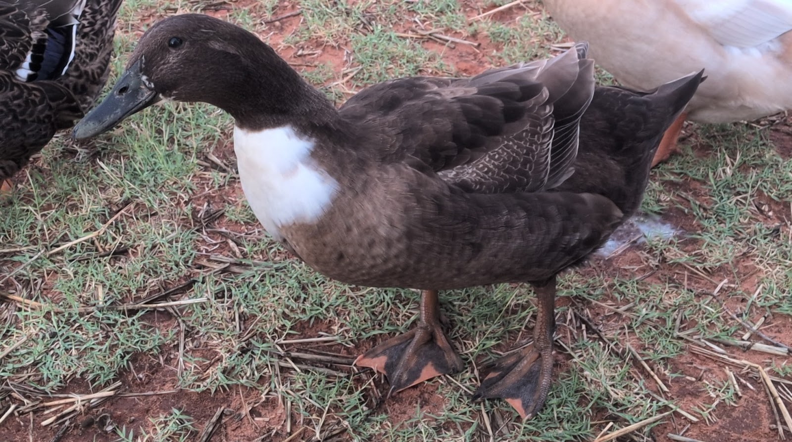Golden 300 Hybrid Duckling