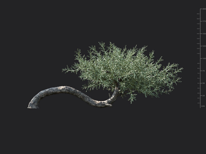 Maxtree - Plant Models Vol.130