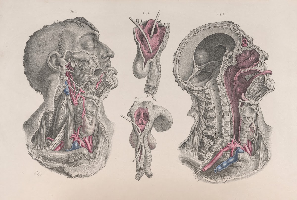 Surgical anatomy Pl20 1856