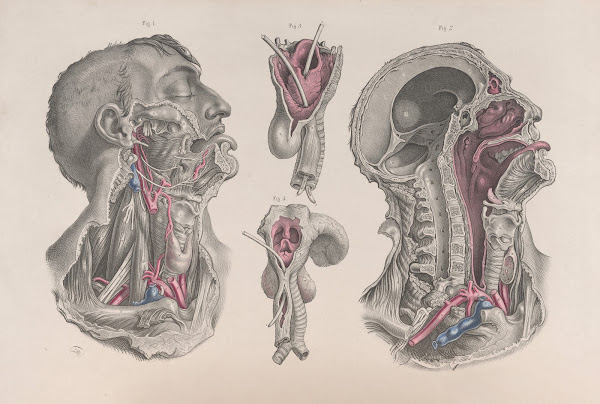Surgical anatomy Pl20 1856