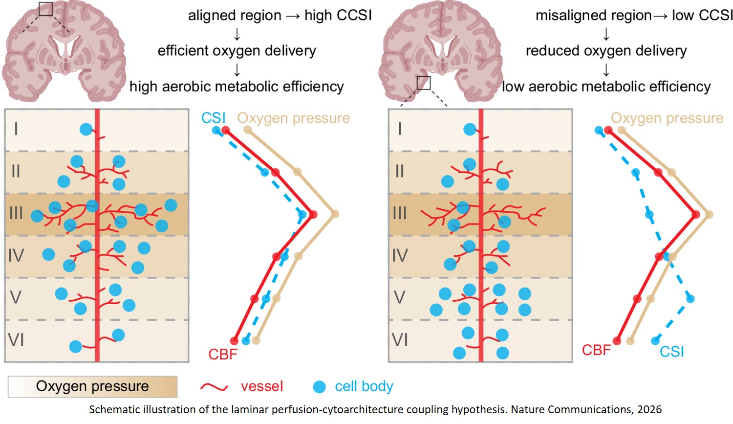 Assessing molecular, cellular and transcriptomic bases of laminar perfusion and cytoarchitecture coupling in the human cortex