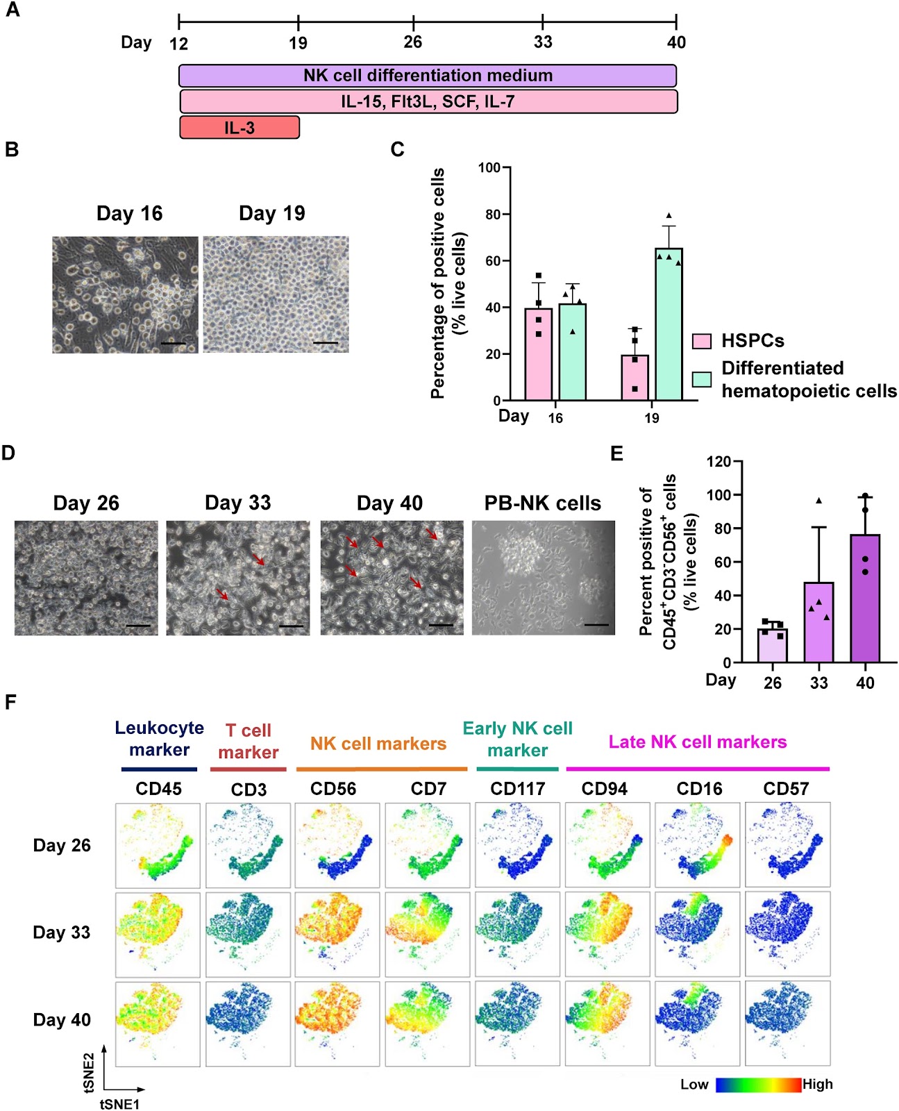 Phenotypic and transcriptomic profiling of induced pluripotent stem cell (iPSC)-derived NK cells and their cytotoxicity against cancers