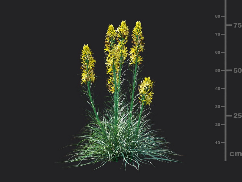 Maxtree - Plant Models Vol.115
