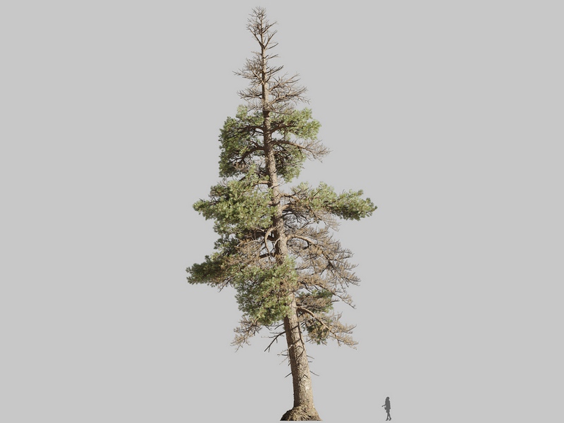 Maxtree - Plant Models Vol.126
