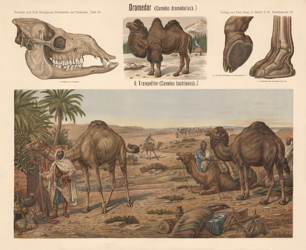 Dromedary Camelus dromedarius