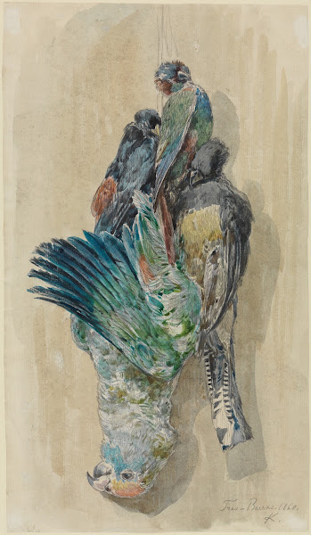 Studie erlegter Papageien und anderer Vögel 1860