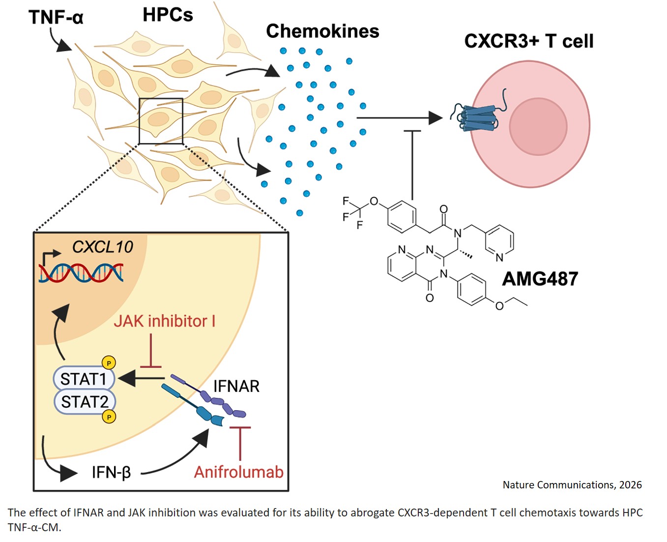 TNF-α induces type I IFN signalling to suppress neurogenesis and recruit T cells