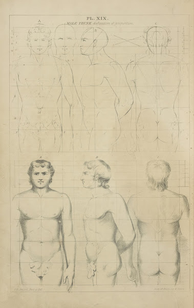 The male trunk  its proportions 1831