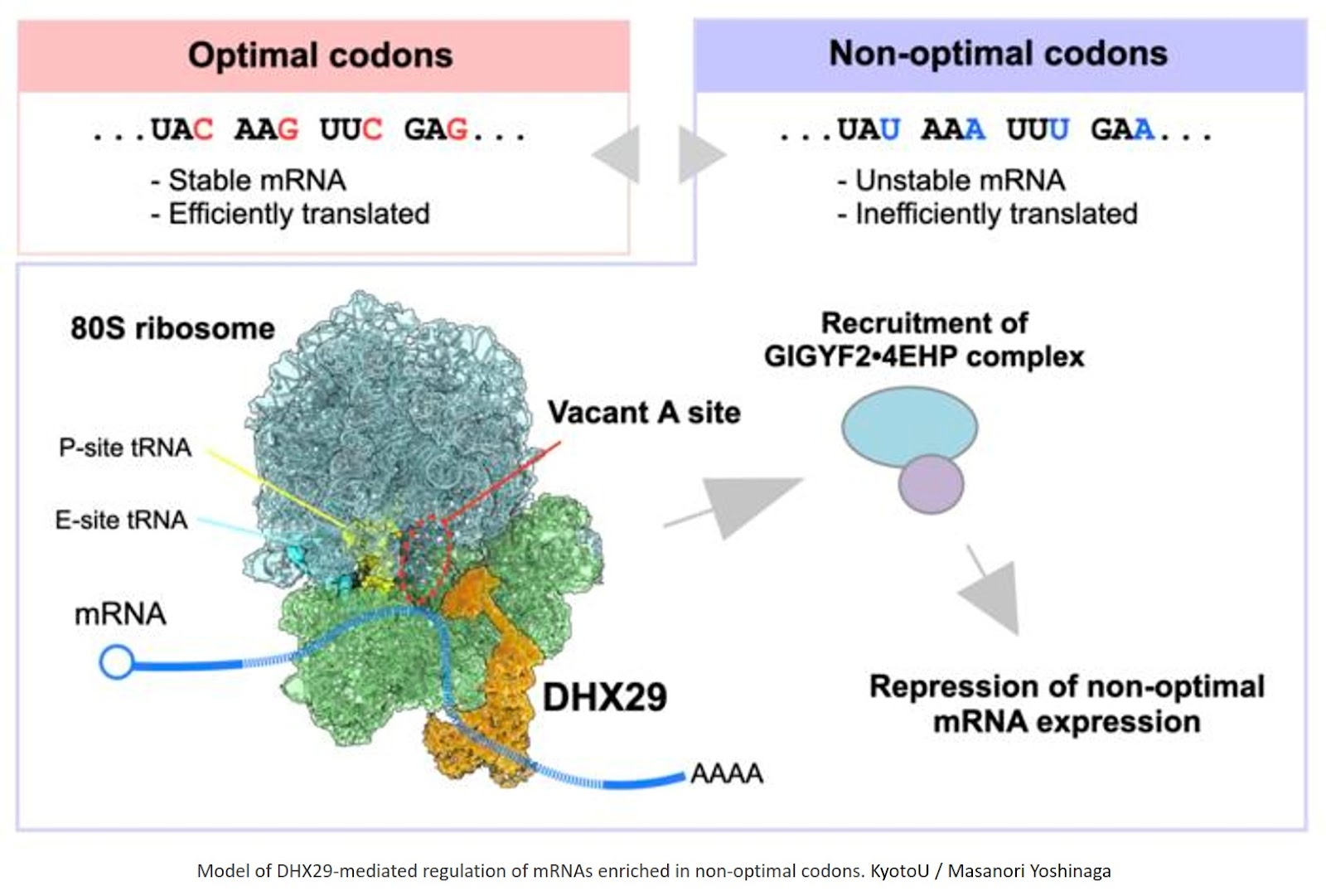 RNA binding protein detects nonoptimal codon usage to regulate mRNA stability