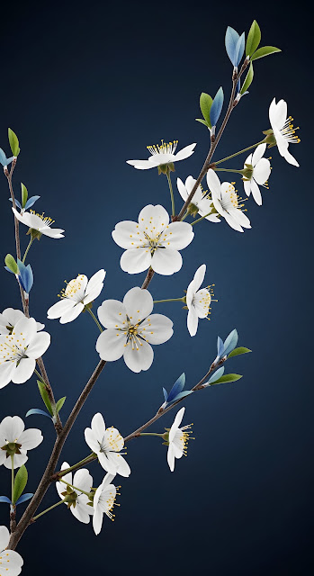 White Cherry Blossoms on Deep Midnight Blue Background - Free mobile Wallpaper