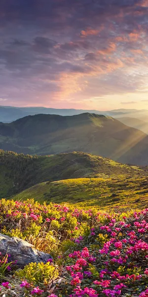 Nature, Landscape, Mountains, Flowers, Rhododendron 4K Wallpaper Background