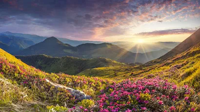 Nature, Landscape, Mountains, Flowers, Rhododendron 4K Wallpaper Background