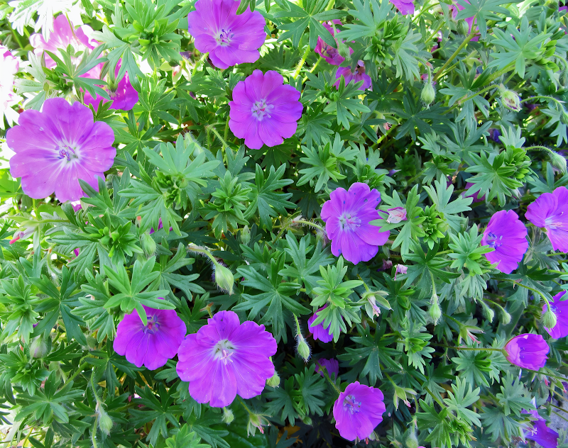 Geranium sanguineum 'Max Frei' in piena fioritura nel giardino roccioso