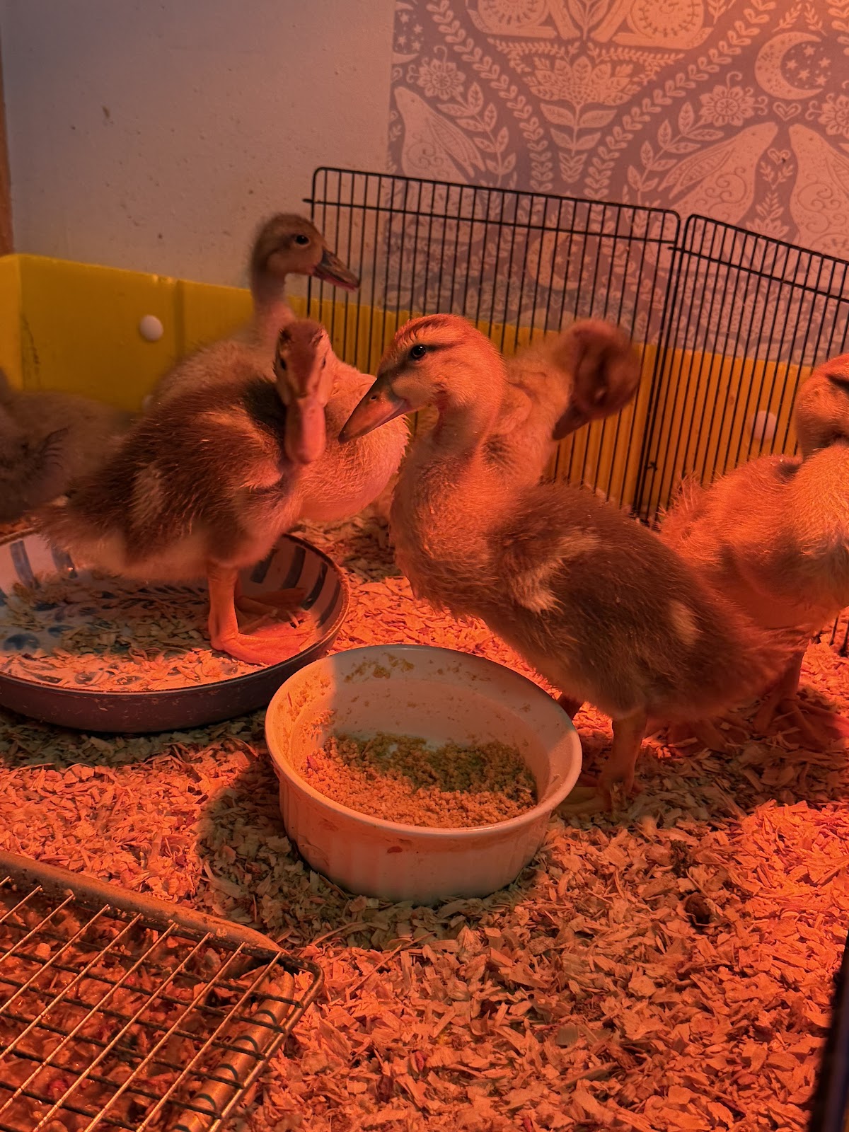 Golden Cascade Duckling