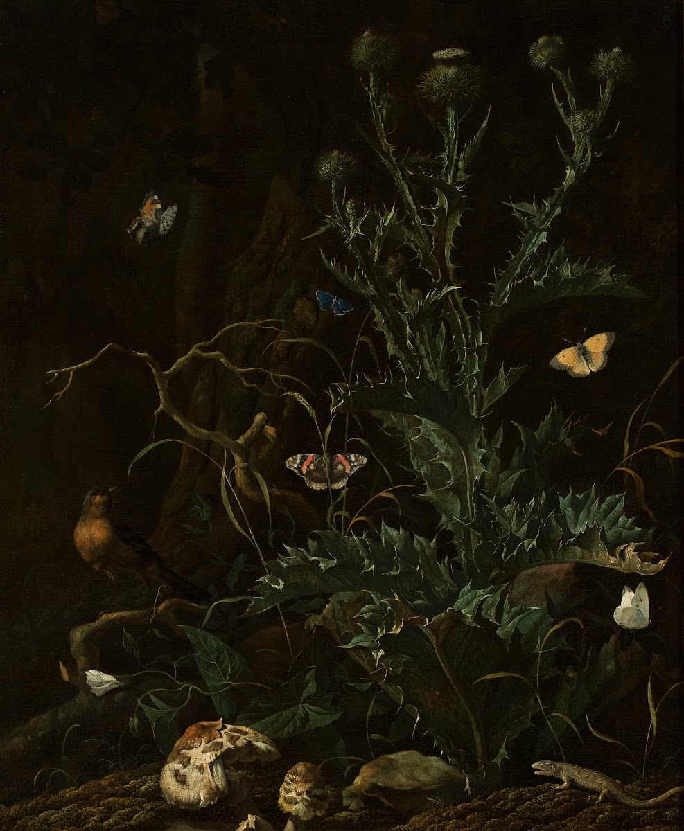 Thistles butterflies and a lizard