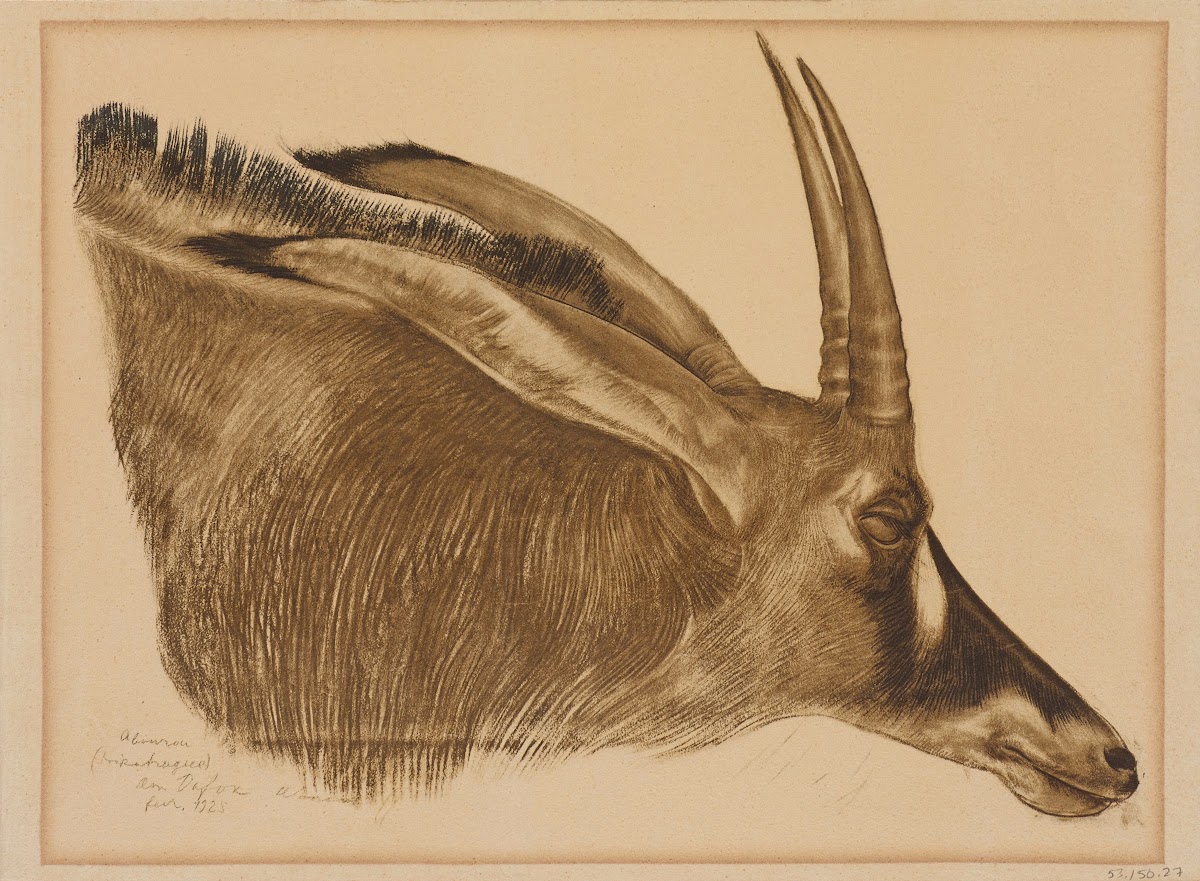 Antilope Hippotrague 1925