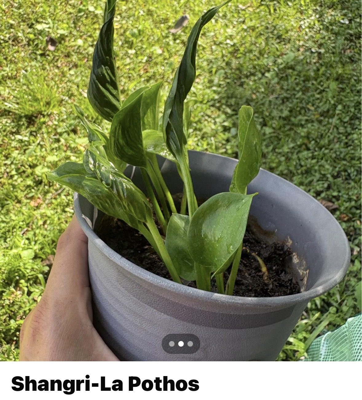 Shangri La Pothos