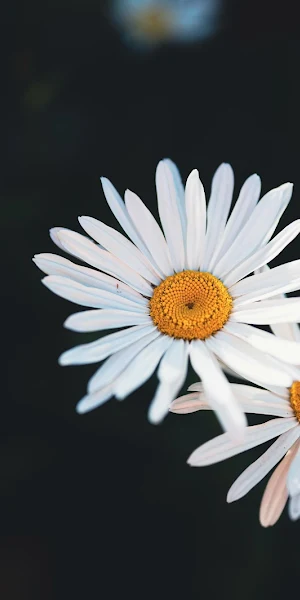 Daisy, Flowers, Floral, White 5K Wallpaper Background